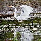 Egret Taking Flight_25882